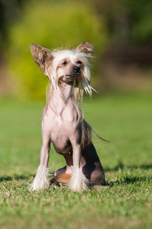 Ein Chinesischer Schopfhund sitzt draußen auf dem Gras