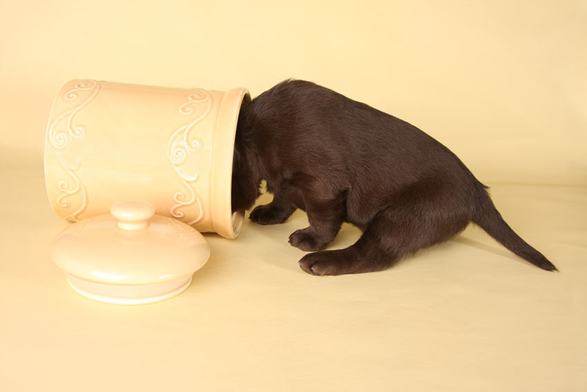 Ein schokoladenbrauner Labrador Welpe steckt seinen Kopf in eine Keksdose