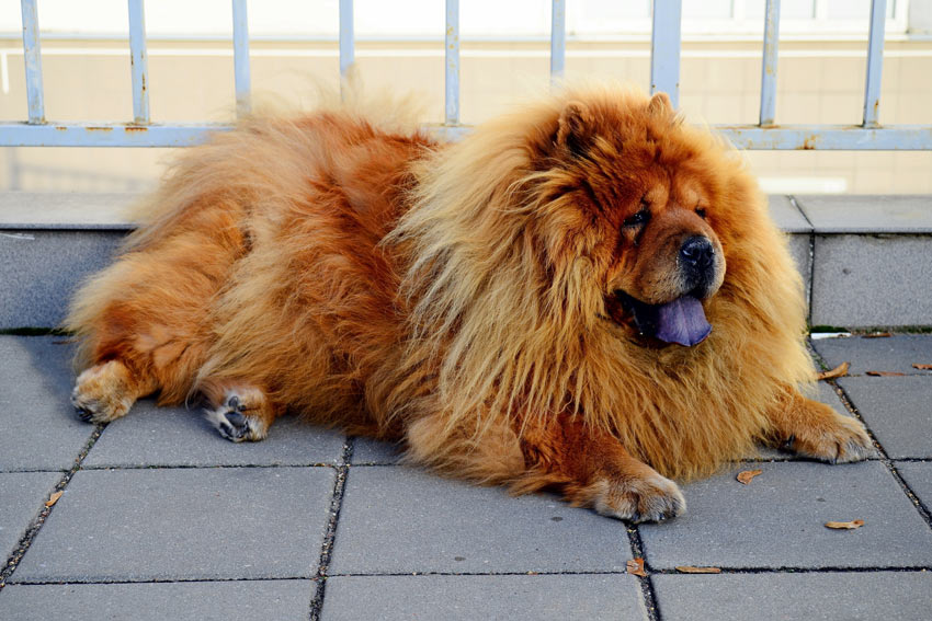 88+ Chow Chow Labrador Mix Puppy