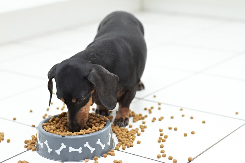 Ein Dachshund isst eine große Schüssel Trockenfutter