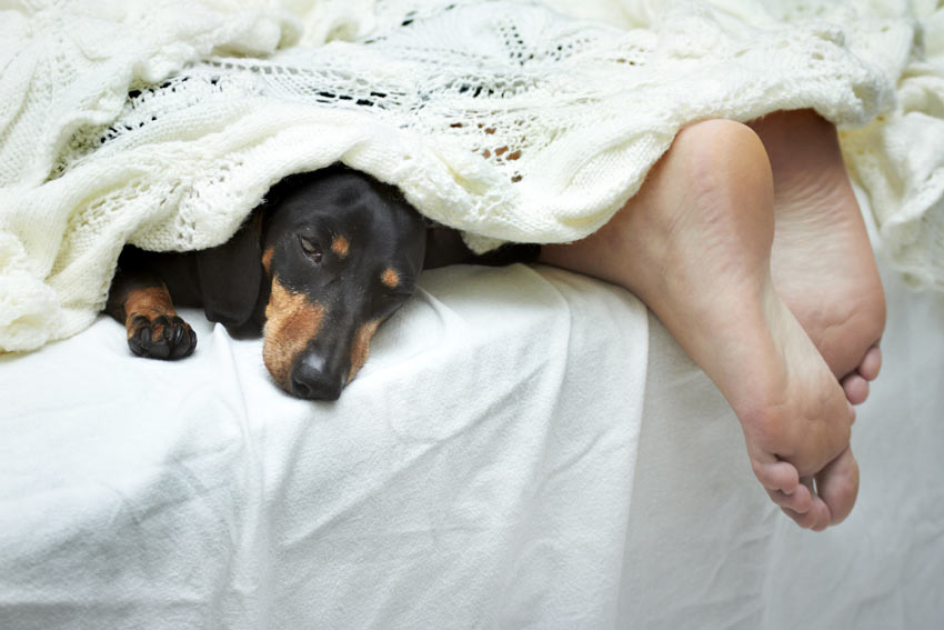 Ein Dachshund schläft die Nacht neben seinem Besitzer in dessen Bett