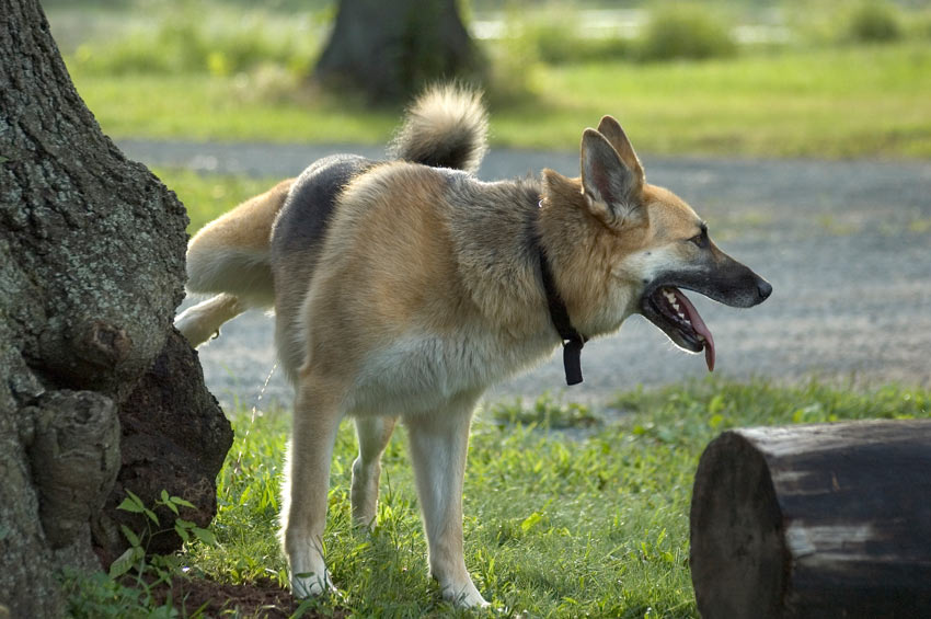 Ein Deutscher Schäferhund pinkelt an einen Baum 