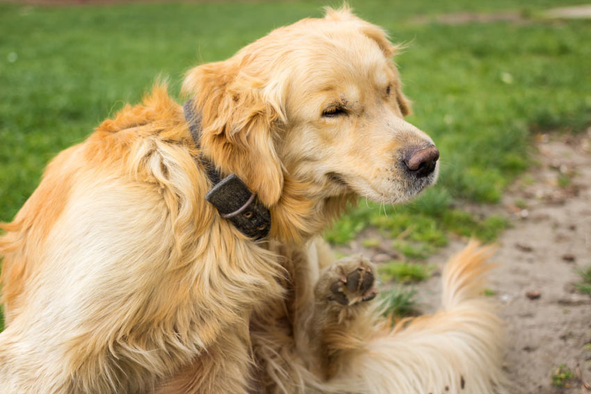 Ein Golden Retriever kratzt sich möglicherweise wegen einer Zecke