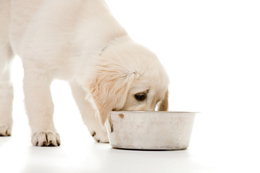 Ein Golden Retriever Welpe trinkt aus einem Wassernapf
