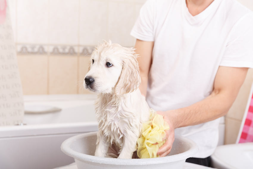 Ein Golden Retriever Welpe wird gebadet