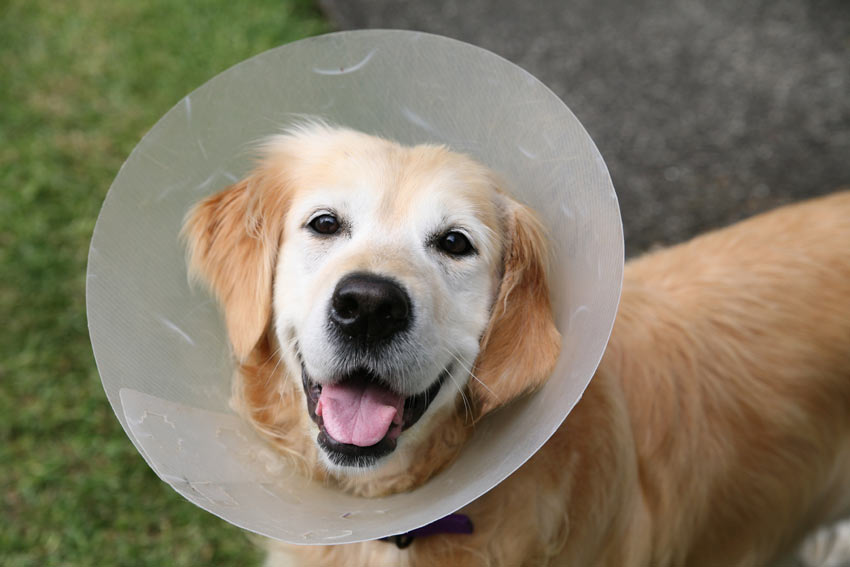 Ein Golden Retriever trägt eine Halskrause 