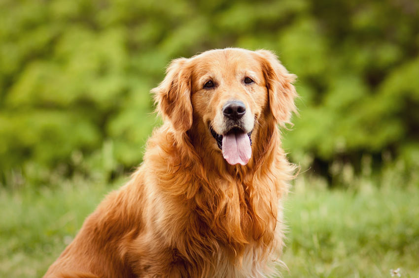 Ein Golden Retriever mit schönem dicken Fell