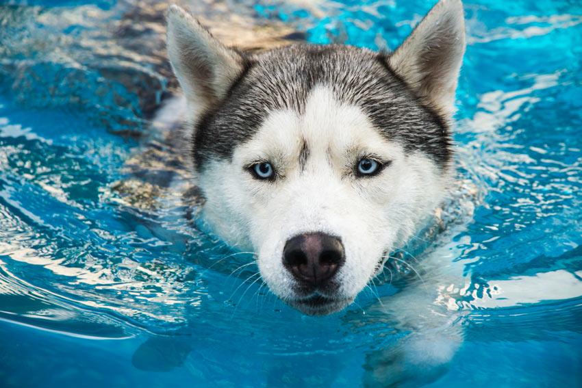 Ein Husky schwimmt in einem sauberen Swimming Pool