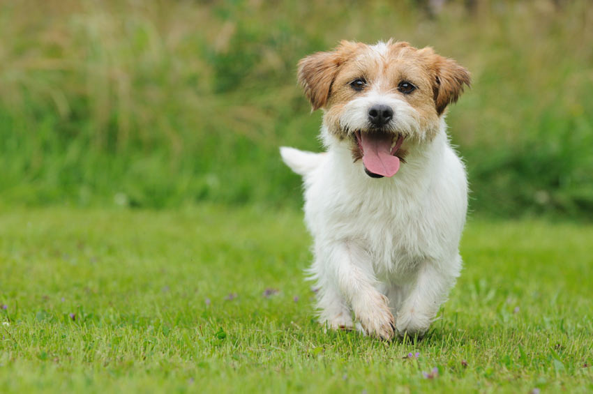 Ein Jack Russell Welpe, der im Garten herumschlendert und glücklich zu sein scheint