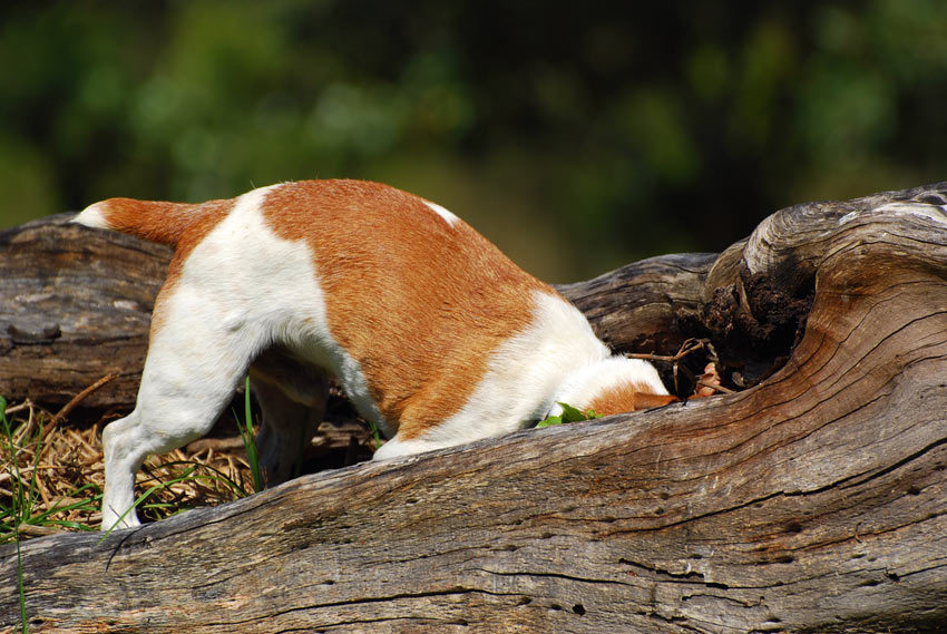 Ein Jack Russell wittert im Gehölz