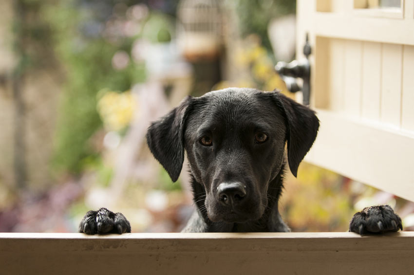 Ein Labrador freut sich darauf, gleich spazieren zu gehen