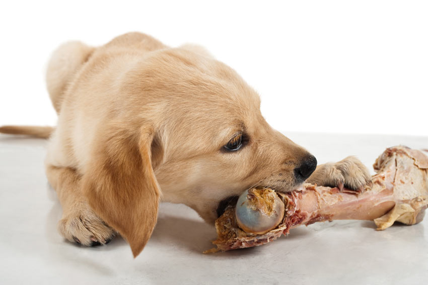 Ein Labrador Welpe kaut an einem rohen Knochen