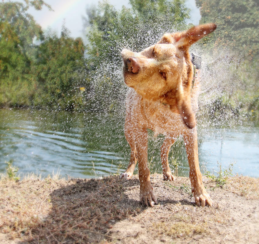 Ein Labrador schüttelt sich, nachdem er gebadet hat