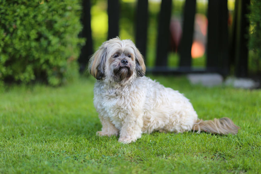 Ein Lhasa Apso sitzt brav im Gras