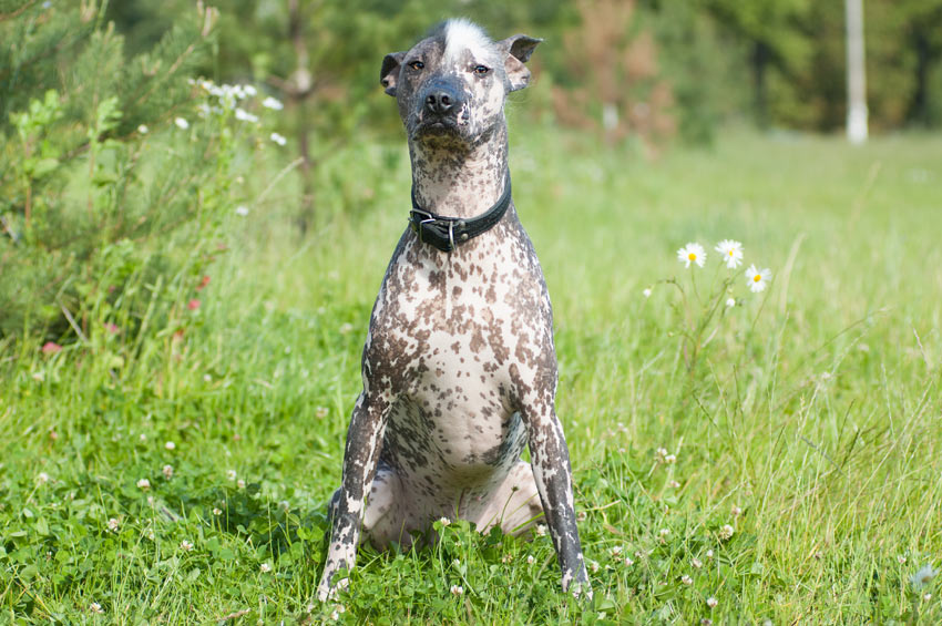 Mexikanischer Nackthund (Xoloitzcuintle)
