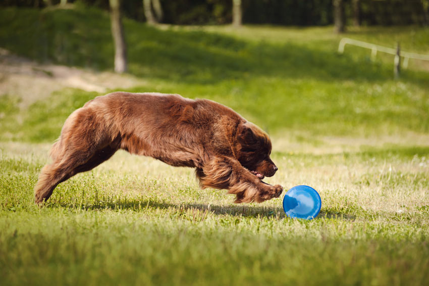 Ein Neufundländer jagt einer Frisbeescheibe hinterher