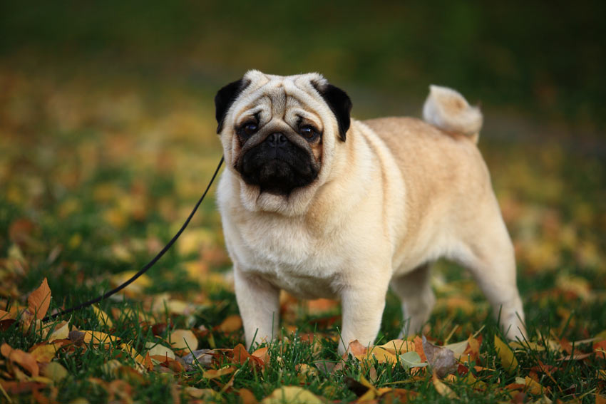 Ein Mops wartet auf etwas Auslauf