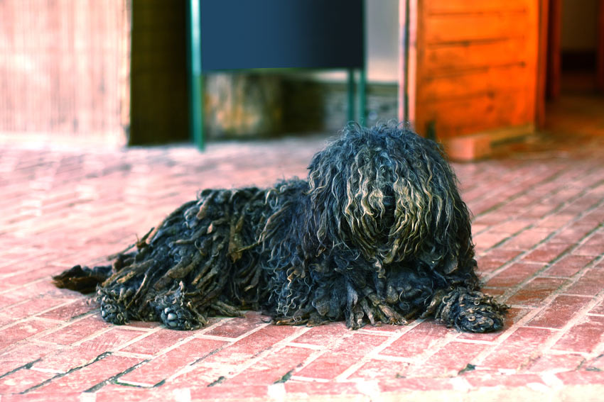 Ein Puli mit schwarzem, zotteligen Fell