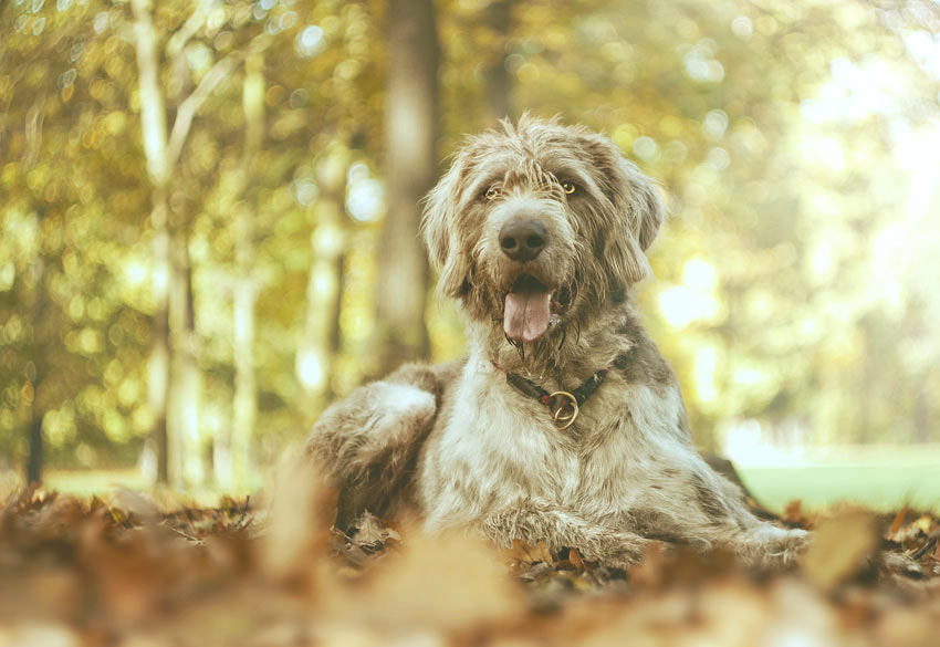 Ein Scottish Deerhound Welpe kann zu viel Auslauf bekommen