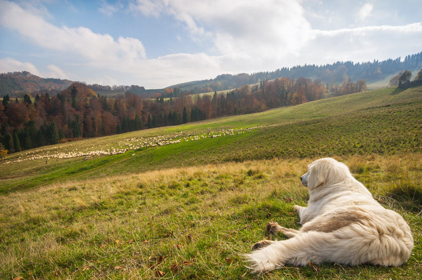 Ein Hütehund ruht sich aus, bevor er eine Schafherde bewachen muss