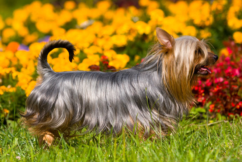 Ein Australian Silky Terrier mit wunderschön gepflegtem seidenen Fell