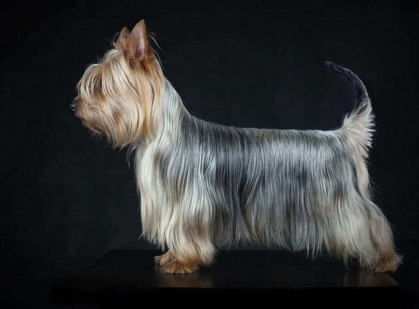 Zwei wunderschön seidige Silky Terrier