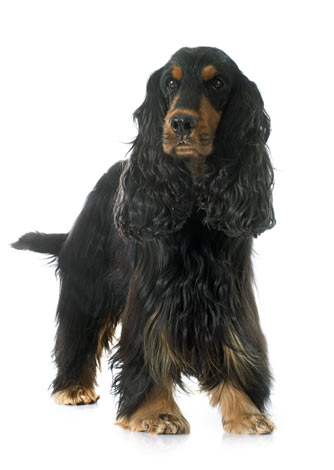 Ein Spaniel mit wunderschön seidigem Fell
