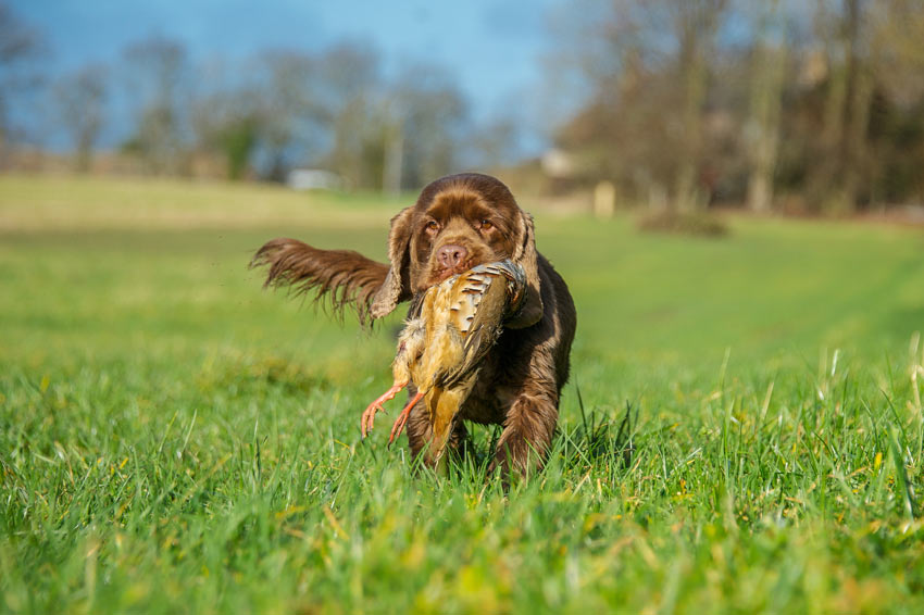 Ein Sussex Spaniel Jagdhund mit einem Vogel im Maul
