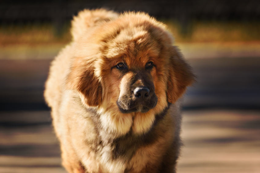 Eine Tibetische Dogge, der teuerste Hund, der jemals verkauft wurdeEine Tibetische Dogge, der teuerste Hund, der jemals verkauft wurde