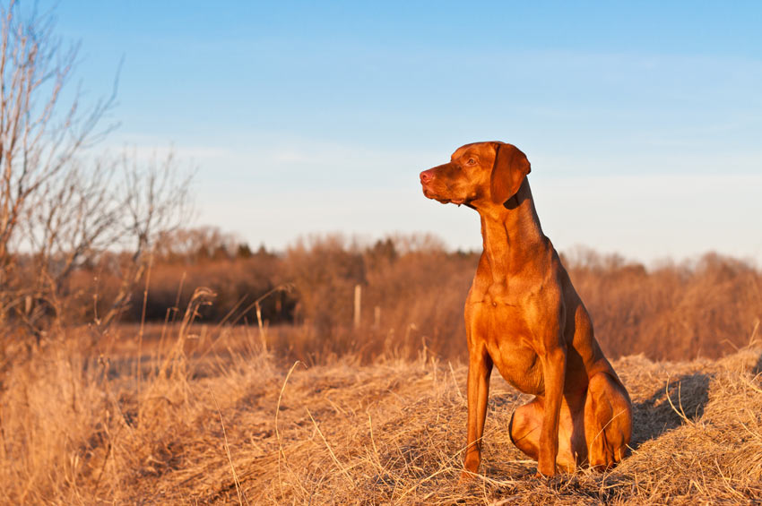 Ein Ungarischer Vorstehhund mit wunderschönem, kurzen Fell