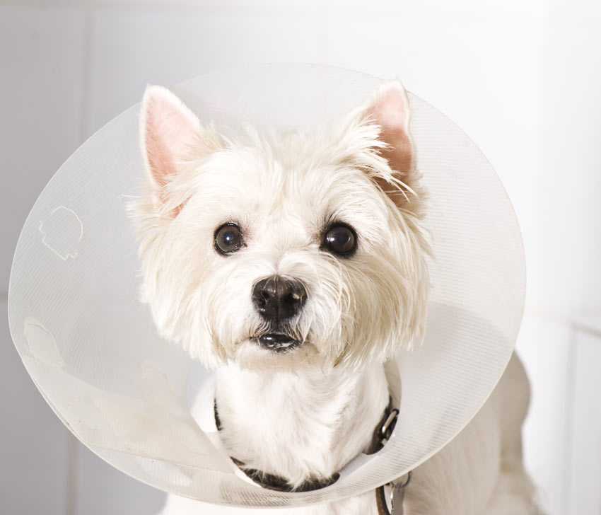 Ein West Highland Terrier trägt eine Halskrause