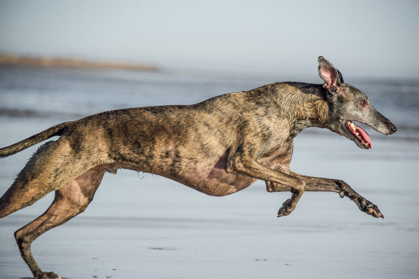 Ein Whippet in vollem Lauf