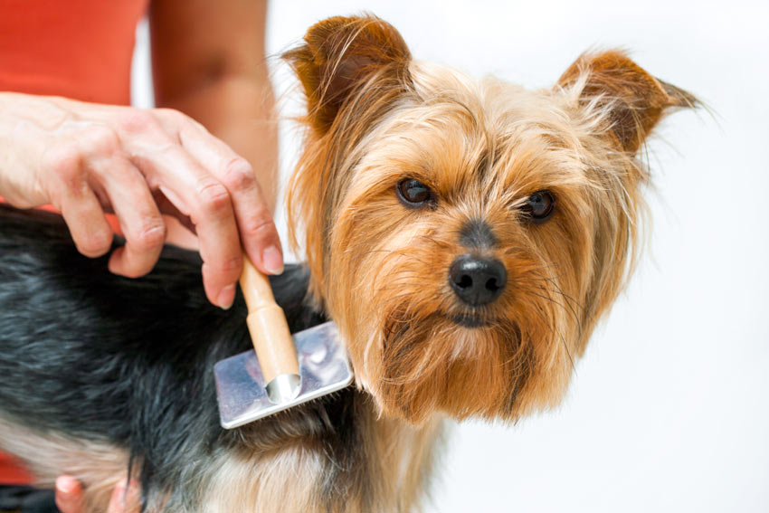 Ein liebenswerter kleiner, hypoallergener Scottish Terrier mit prachtvollem dunklen Fell