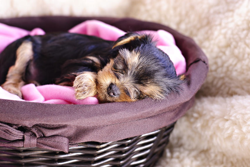 Ein Yorkshire Terrier Welpe schläft nachts in seinem Bettchen