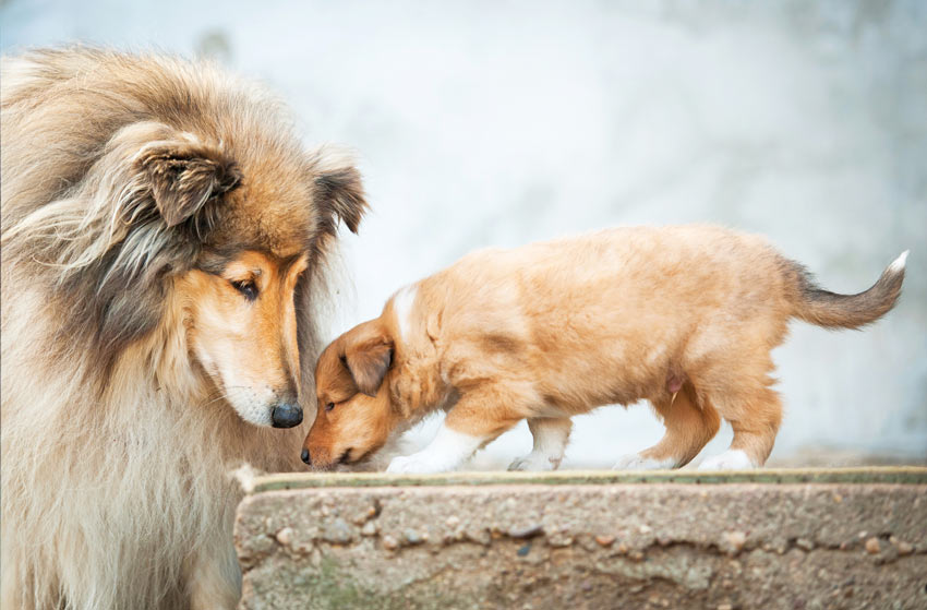 Eine erwachsene Collie Hündin sieht nach ihrem jungen Welpen
