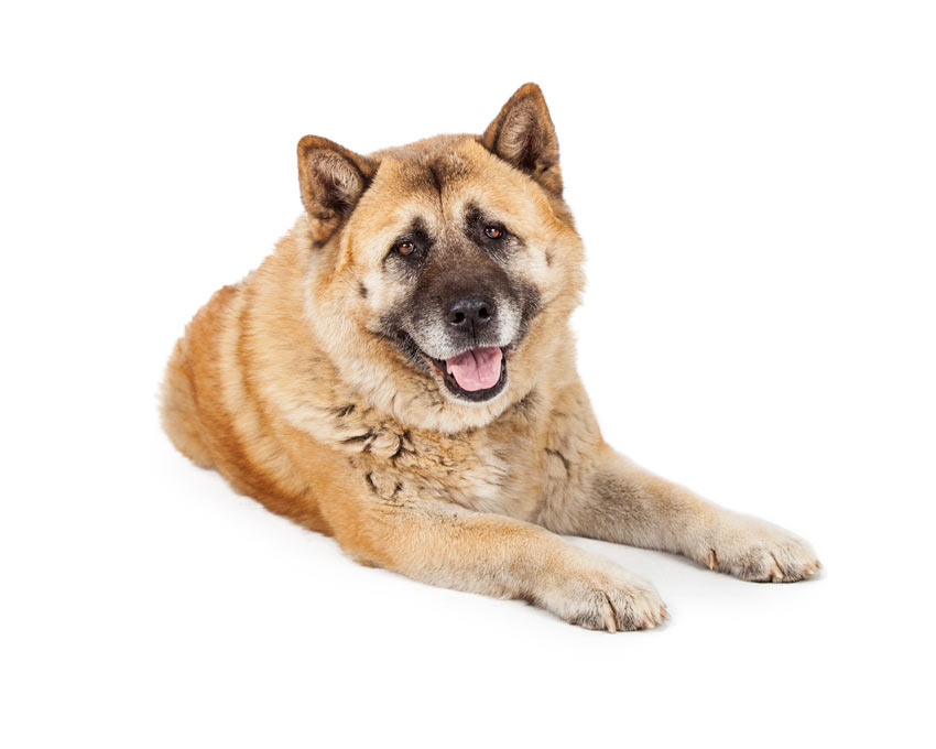 Ein wunderschöner Akita mit der Felllänge: mittellang