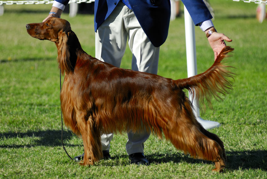 Ein wundervoller Irish Red Setter bei einem Hundewettbewerb