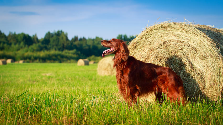 Ein wunderschöner Irish Red Setter mit langem seidigen Fell