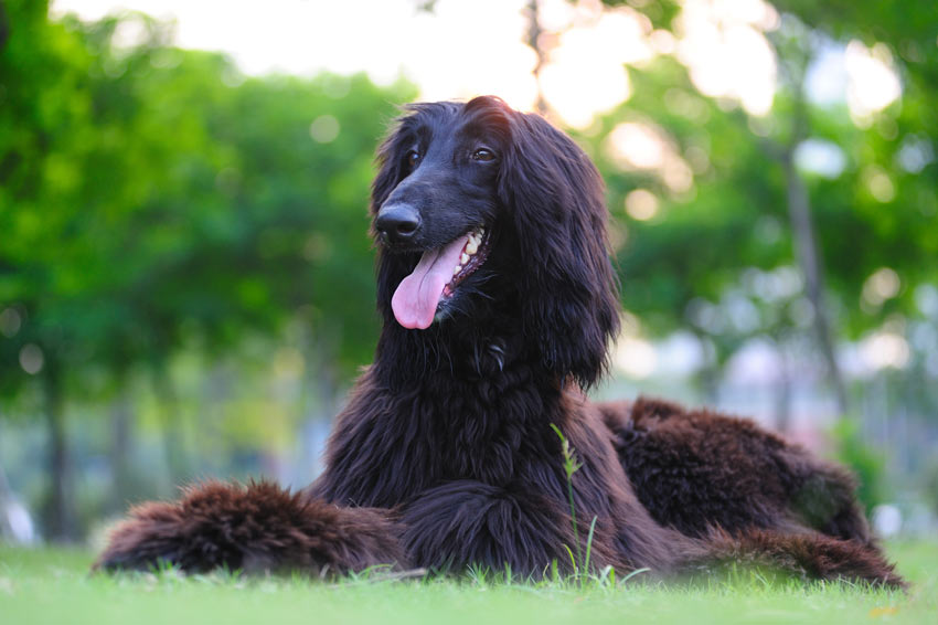 Ein wunderschöner, liegender Afghanischer Windhund mit schwarzem Fell