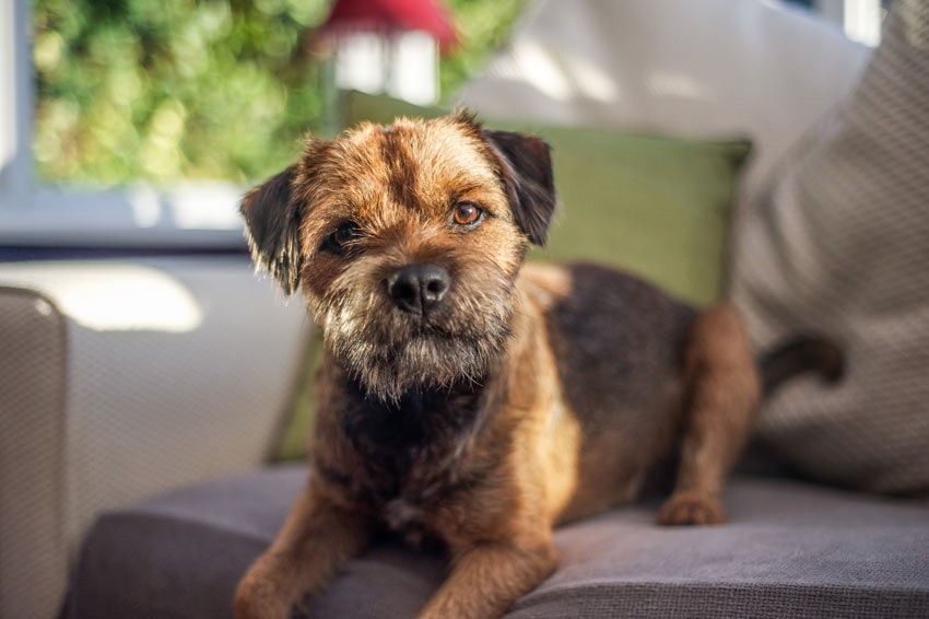A beautiful little Border Terrier on the sofa