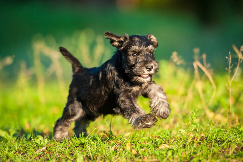 Ein wunderschöner Zwergschnauzer-Welpe mit hypoallergenem Fell