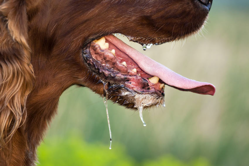 Ein wunderschöner Setter mit rötlichem Fell sabbert