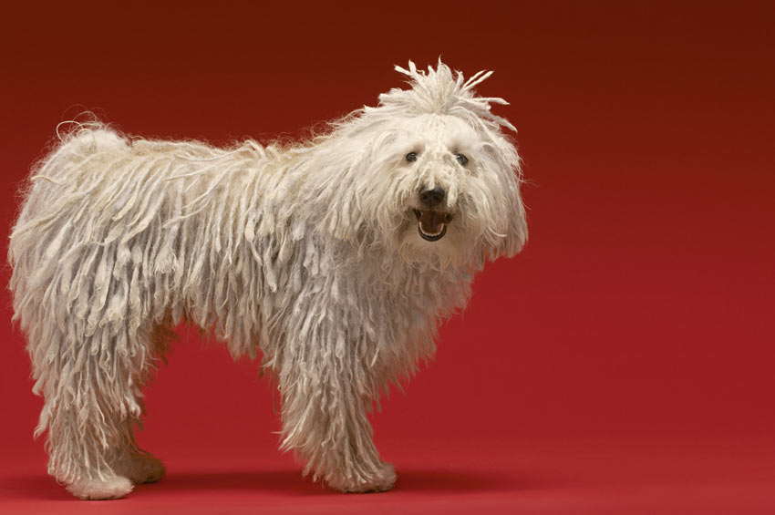 Ein wunderschöner weißer, geschnürter Komondor