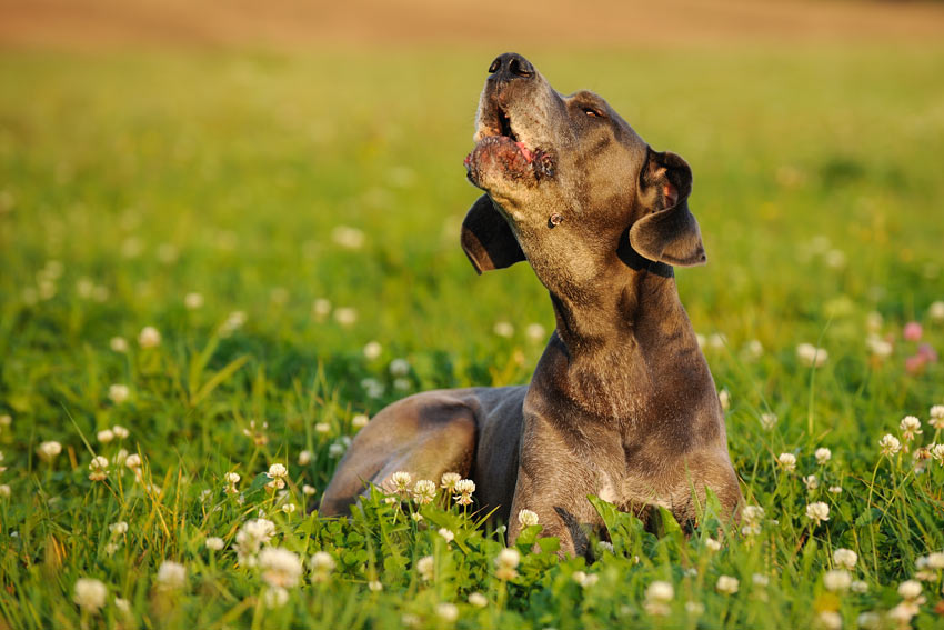 Eine wunderschöne junge Deutsche Dogge heult 