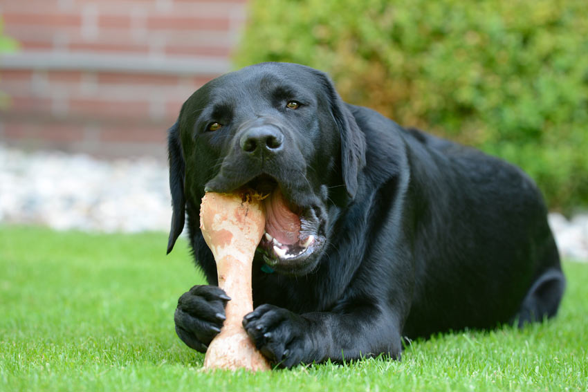 Ein schwarzer Labrador isst im Garten einen großen rohen Knochen 