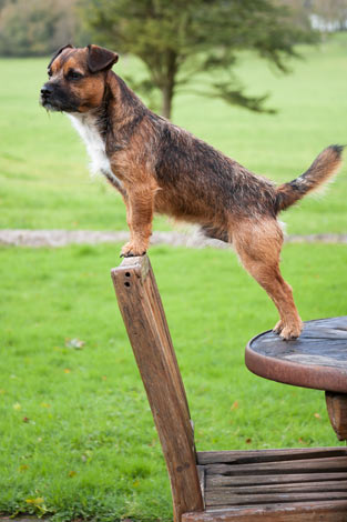 Ein rauhaariger Border Terrier
