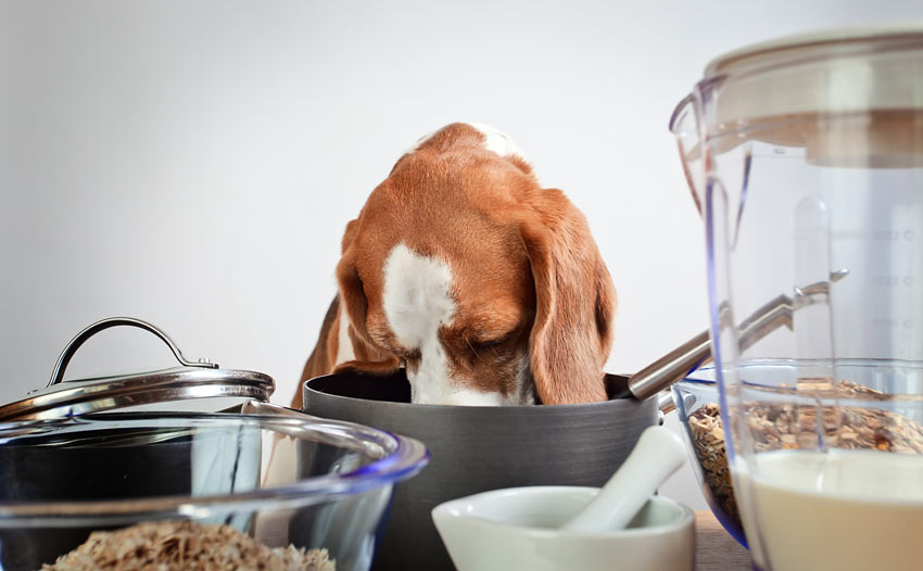Ein frecher junger Beagle schleckt Töpfe und Pfannen in der Küche aus