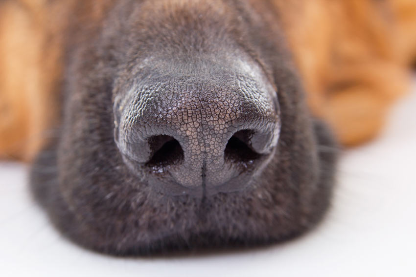 Warum hat mein Hund eine fließende Nase? FAQs Hunde Handbuch