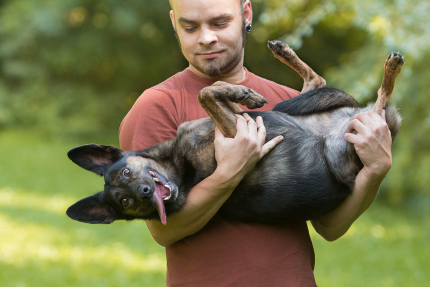 Ein verrückter Hund genießt es, von seinem Besitzer hochgehoben zu werden