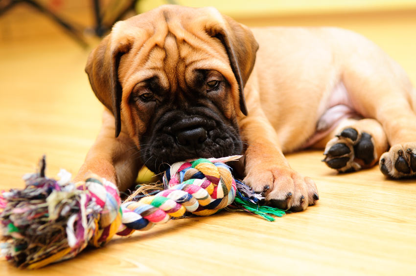 Ein süßer Bullmastiff Welpe spielt mit seinem Spielzeug